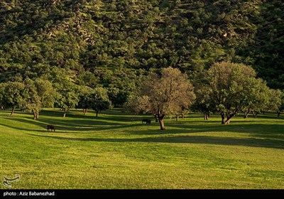 طبیعت بهاری منطقه دره اناران سپیدشت خرم آباد