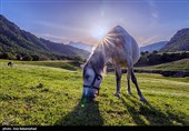 طبیعت بهاری منطقه دره اناران سپیدشت خرم آباد
