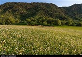 طبیعت بهاری منطقه دره اناران سپیدشت خرم آباد