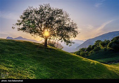  آواز بلوط‌ها در بهار لرستان/ تاخت اسب‌های وحشی در «دره اناران» + تصاویر 