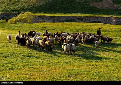 طبیعت بهاری منطقه دره اناران سپیدشت خرم آباد