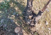 شیوع آفت و خشکیدگی؛ علت قطع درختان خیابان 22 بهمن کاشان است