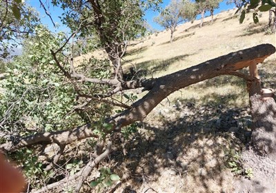 ماجرای قطع ۸۱۲ درخت در بوستان چیتگر و شکار سنجاب چیست؟ 