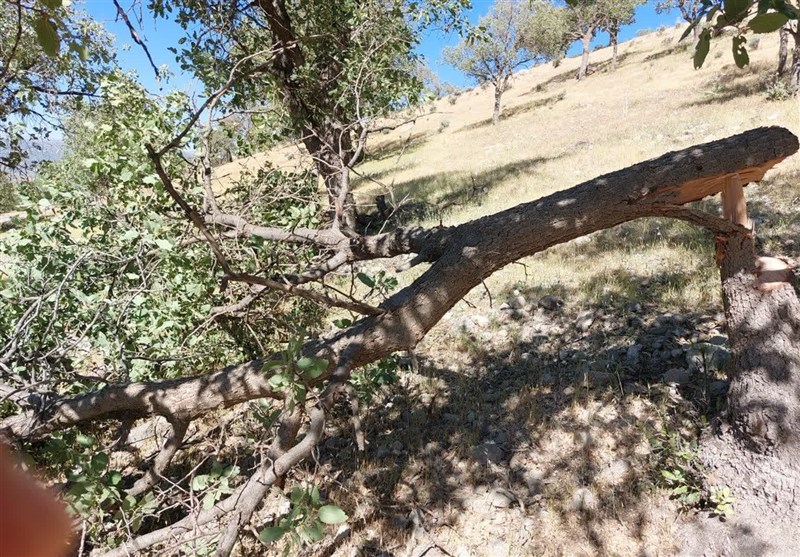 ماجرای قطع 812 درخت در بوستان چیتگر و شکار سنجاب چیست؟