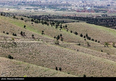 بازدید خبرنگاران از کمربند سبز و جنگل‌کاری‌ شمال شرق تهران