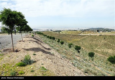 بازدید خبرنگاران از کمربند سبز و جنگل‌کاری‌ شمال شرق تهران