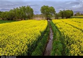 دشت‌های حیران از بهار در لرستان/ آرامش بهاری در مزارع زرد ‌کلزای سلسله + تصاویر