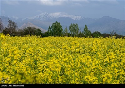 کشت کلزا در شهرستان سلسله - لرستان