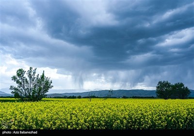 کشت کلزا در شهرستان سلسله - لرستان