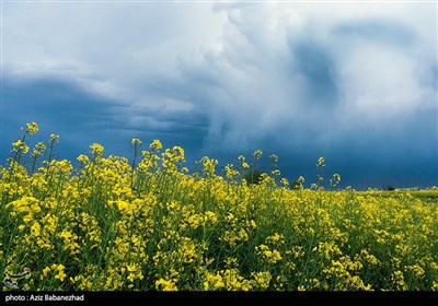 کشت کلزا در شهرستان سلسله - لرستان