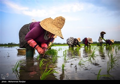 کاشت سنتی برنج در گیلان