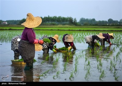 کاشت سنتی برنج در گیلان