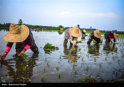 کاشت سنتی برنج در گیلان