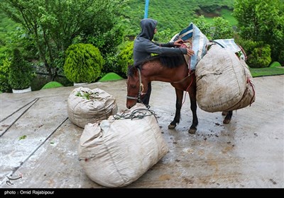 برداشت چای بهاره از باغات تابستان نشین املش گیلان