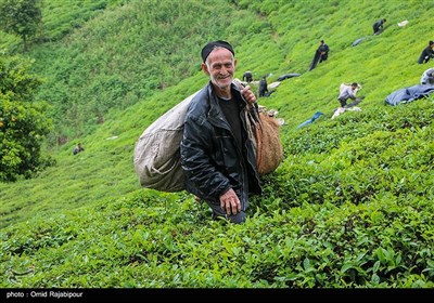 برداشت چای بهاره از باغات تابستان نشین املش گیلان