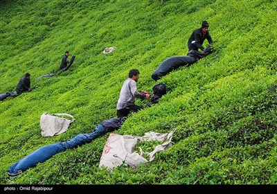 برداشت چای بهاره از باغات تابستان نشین املش گیلان