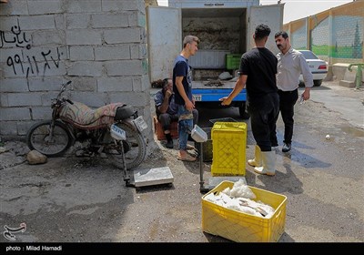 صید ماهی صبور در اروند رود