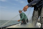 رشد 37 درصدی صید ماهی از آب‌های استان گلستان