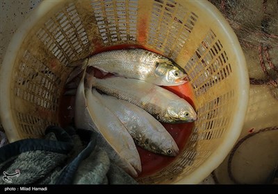 صید ماهی صبور در اروند رود