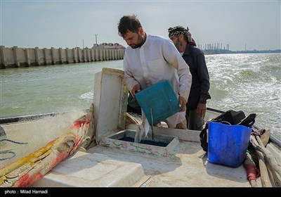 صید ماهی صبور در اروند رود