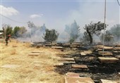 آتش‌سوزی در آرامستان تاریخی و 1000 ساله شیراز/ حریق در دارالسلام مهار شد