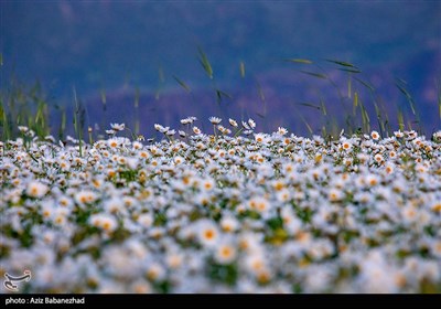 دشت گلهای بابونه و شقایق در خرم آباد