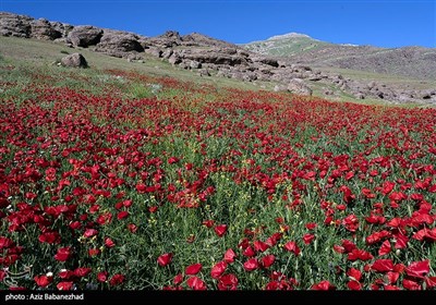 دشت گلهای بابونه و شقایق در خرم آباد