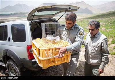 رها سازی پرندگان شکاری در پارک ملی لار