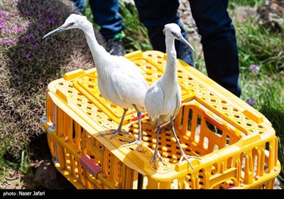 رها سازی پرندگان شکاری در پارک ملی لار