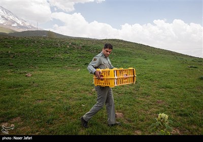 رها سازی پرندگان شکاری در پارک ملی لار