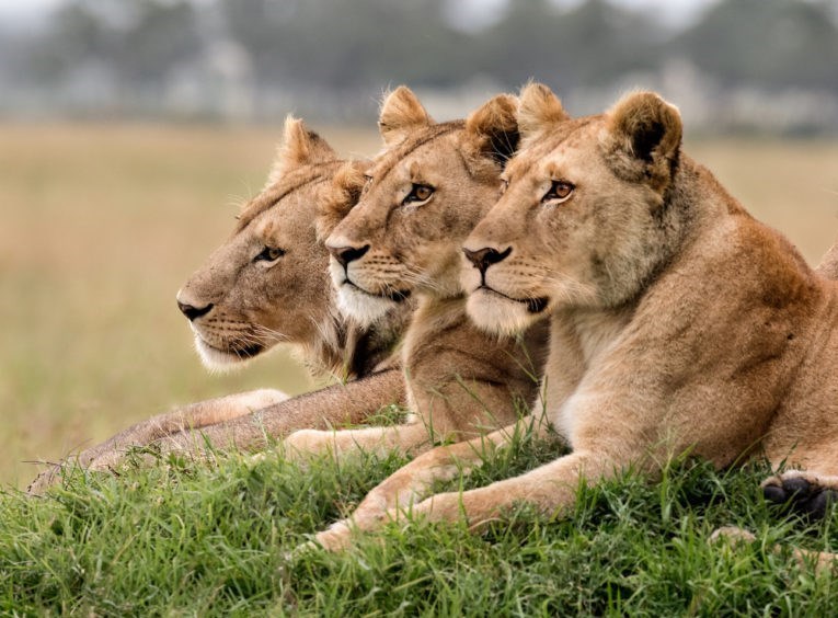 کشته شدن 6 قلاده شیر در پارک ملی کنیا!