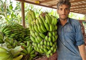 سیستان و بلوچستان پایتخت میوه‌های گرمسیری ایران