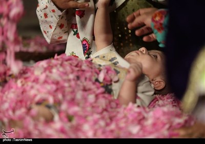 Rose petals - Iran