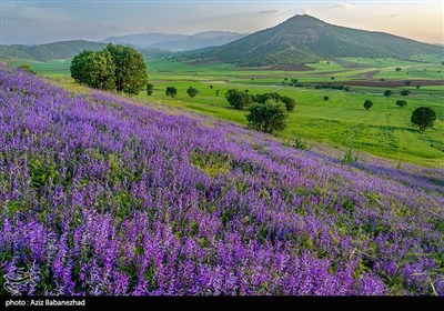 دشت گلهای بنفش در شهرستان خرم اباد