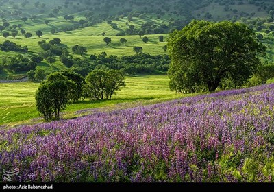 دشت گلهای بنفش در شهرستان خرم اباد