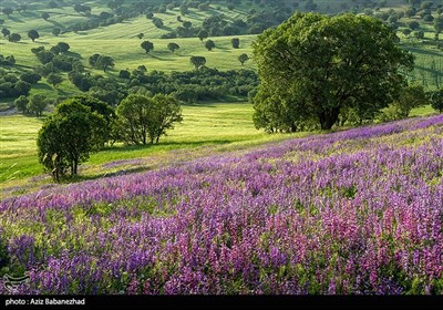 دشت گلهای بنفش در شهرستان خرم اباد