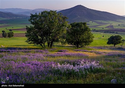 دشت گلهای بنفش در شهرستان خرم اباد