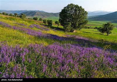 دشت گلهای بنفش در شهرستان خرم اباد