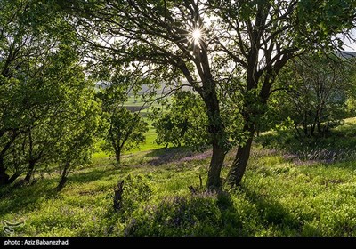 دشت گلهای بنفش در شهرستان خرم اباد