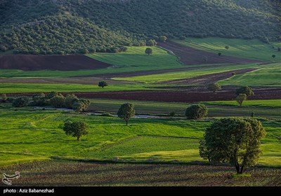 دشت گلهای بنفش در شهرستان خرم اباد