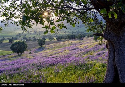 دشت گلهای بنفش در شهرستان خرم اباد