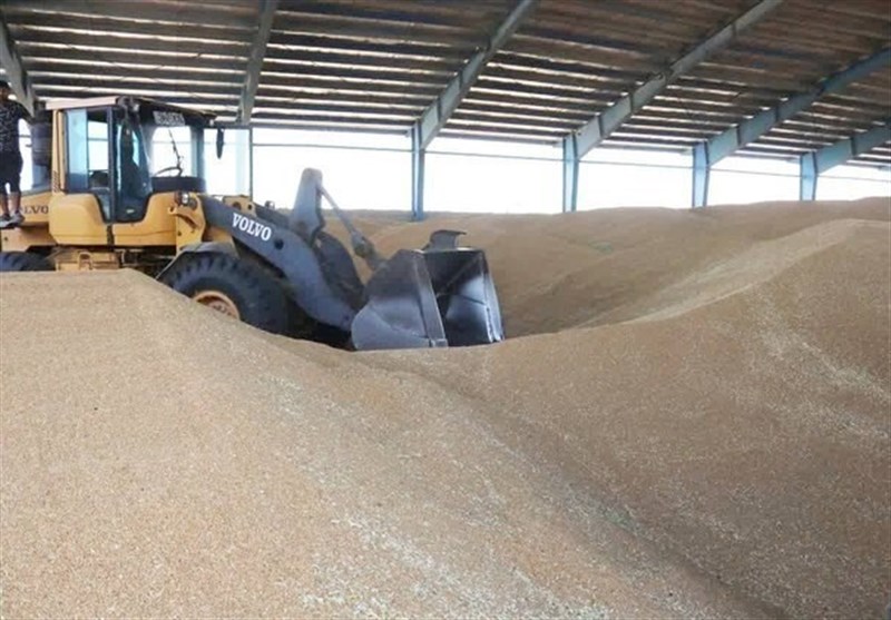 5 میلیون تُن گندم از کشاورزان خریداری شد