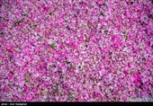 جشنواره گل و گلاب لایزنگان فارس