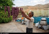 جشنواره گل و گلاب لایزنگان فارس