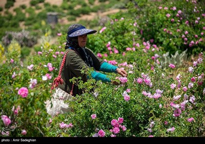 جشنواره گل و گلاب لایزنگان فارس