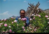 جشنواره گل و گلاب لایزنگان فارس