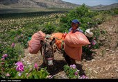جشنواره گل و گلاب لایزنگان فارس