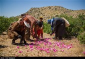 جشنواره گل و گلاب لایزنگان فارس