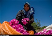 تولید سالیانه 200 هزار لیتر گلاب در کرمانشاه