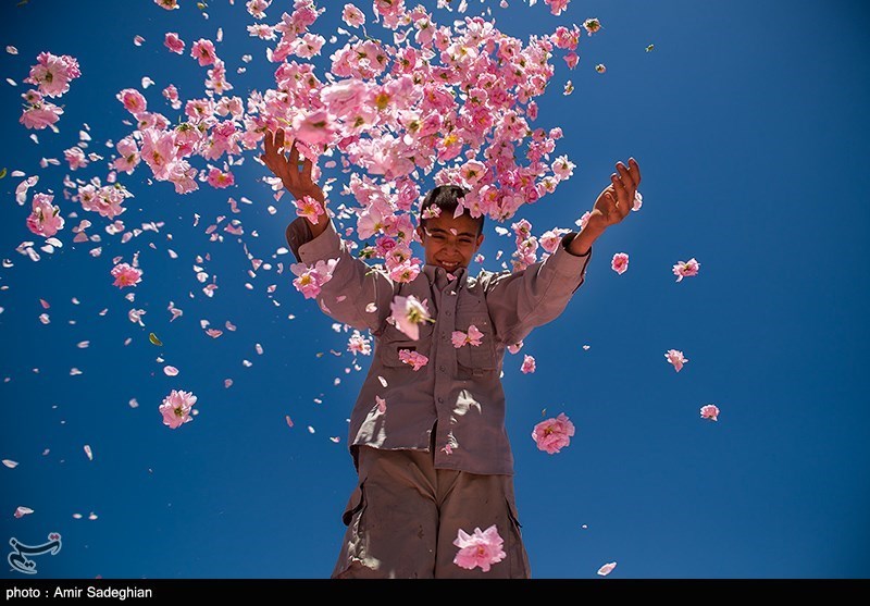 Rosewater Festival Held in Southern Iran